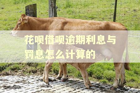 花呗借呗逾期利息与罚息怎么计算的