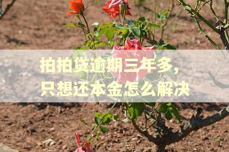 拍拍贷逾期三年多,只想还本金怎么解决