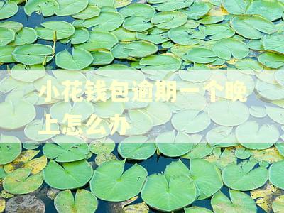 小花钱包逾期一个晚上怎么办