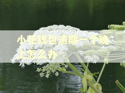 小花钱包逾期一个晚上怎么办