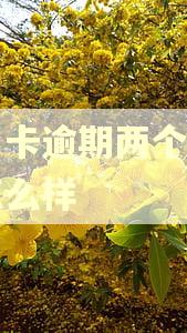 信用卡逾期两个星期会怎么样