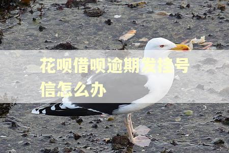 花呗借呗逾期发挂号信怎么办 花呗借呗逾期发挂号信怎么办