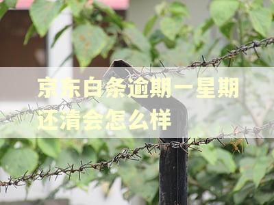 京东白条逾期一星期还清会怎么样