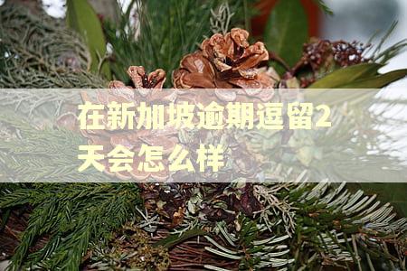 在新加坡逾期逗留2天会怎么样