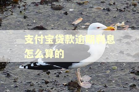 支付宝贷款逾期利息怎么算的