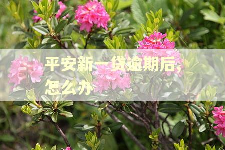 平安新一贷逾期后,怎么办