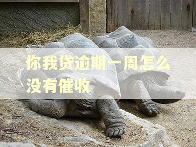 你我贷逾期一周怎么没有催收