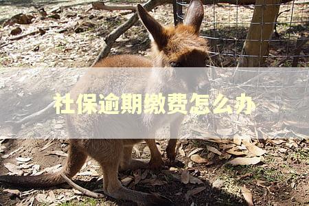 社保逾期缴费怎么办