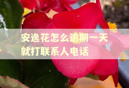 安逸花怎么逾期一天就打联系人电话