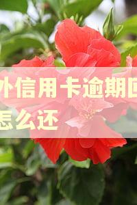 国外信用卡逾期回国了怎么还