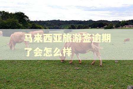 马来西亚旅游签逾期了会怎么样