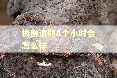 极融逾期8个小时会怎么样