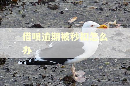借呗逾期被秒扣怎么办