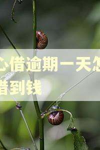放心借逾期一天怎么能借到钱