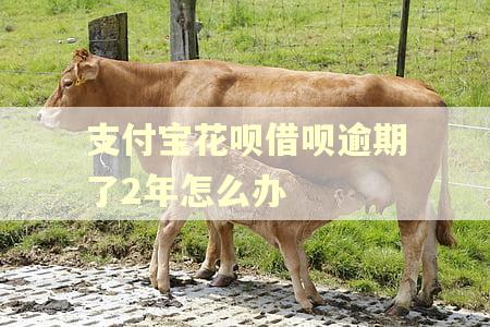 支付宝花呗借呗逾期了2年怎么办