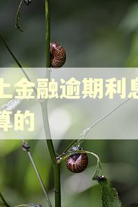 马上金融逾期利息怎么算的 马上金融逾期利息怎么算的