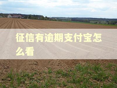 征信有逾期支付宝怎么看