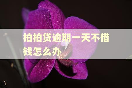 拍拍贷逾期一天不借钱怎么办