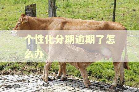 个性化分期逾期了怎么办