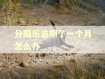 分期乐逾期了一个月怎么办