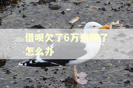 借呗欠了6万逾期了怎么办 借呗欠了6万逾期了怎么办