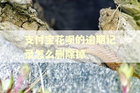 支付宝花呗的逾期记录怎么删除掉 支付宝花呗的逾期记录怎么删除掉