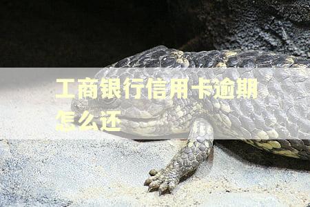 工商银行信用卡逾期怎么还 工商银行信用卡逾期怎么还