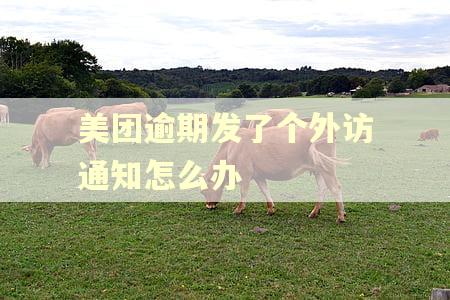 美团逾期发了个外访通知怎么办