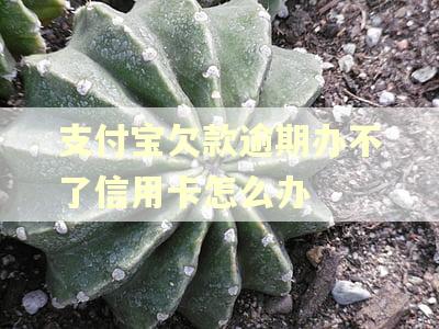 支付宝欠款逾期办不了信用卡怎么办