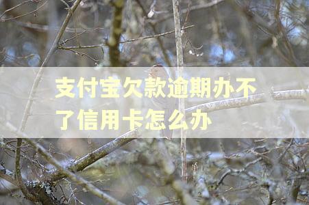 支付宝欠款逾期办不了信用卡怎么办