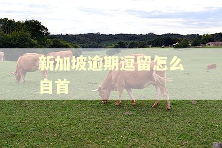 新加坡逾期逗留怎么自首