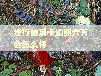 建行信用卡逾期六万会怎么样 建行信用卡逾期六万会怎么样