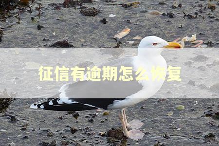 征信有逾期怎么恢复
