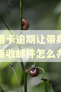 信用卡逾期让带身份证接收邮件怎么办
