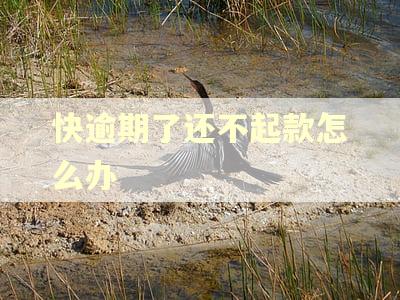 快逾期了还不起款怎么办