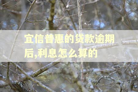 宜信普惠的贷款逾期后,利息怎么算的