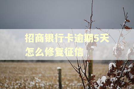 招商银行卡逾期5天怎么修复征信