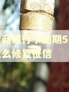 招商银行卡逾期5天怎么修复征信