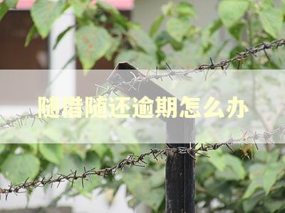 随借随还逾期怎么办