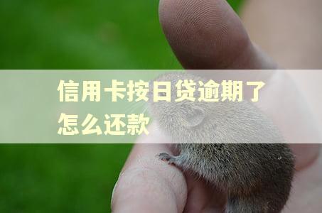 信用卡按日贷逾期了怎么还款 信用卡按日贷逾期了怎么还款