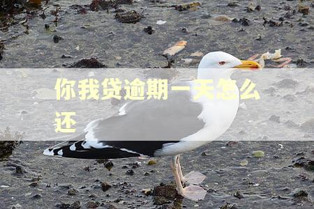 你我贷逾期一天怎么还 你我贷逾期一天怎么还