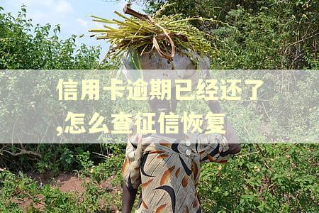 信用卡逾期已经还了,怎么查征信恢复