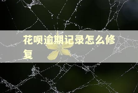 花呗逾期记录怎么修复