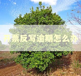 开票反写逾期怎么办