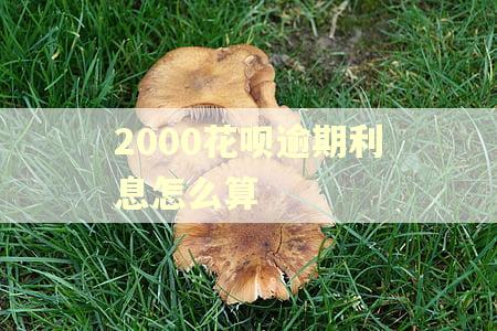 2000花呗逾期利息怎么算