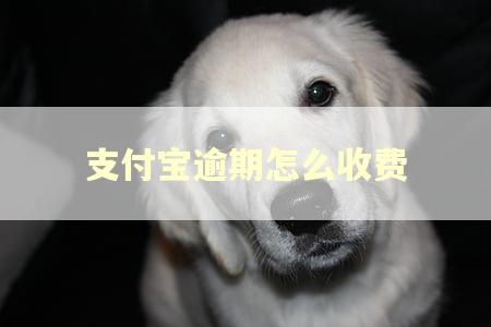 支付宝逾期怎么收费