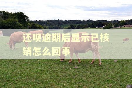 还呗逾期后显示已核销怎么回事
