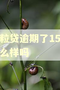微粒贷逾期了15会怎么样吗