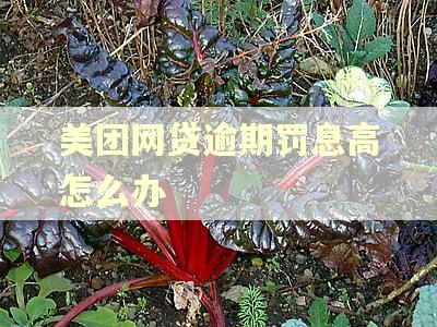 美团网贷逾期罚息高怎么办