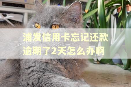 浦发信用卡忘记还款逾期了2天怎么办啊 浦发信用卡忘记还款逾期了2天怎么办啊